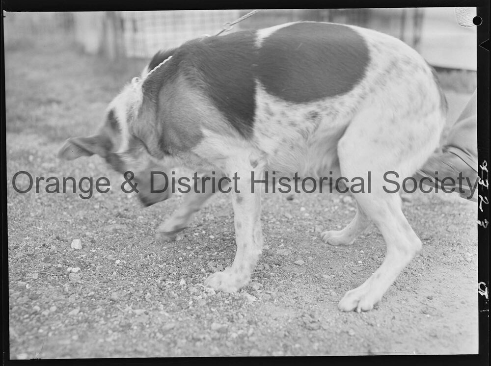 RSPCA dogs' home