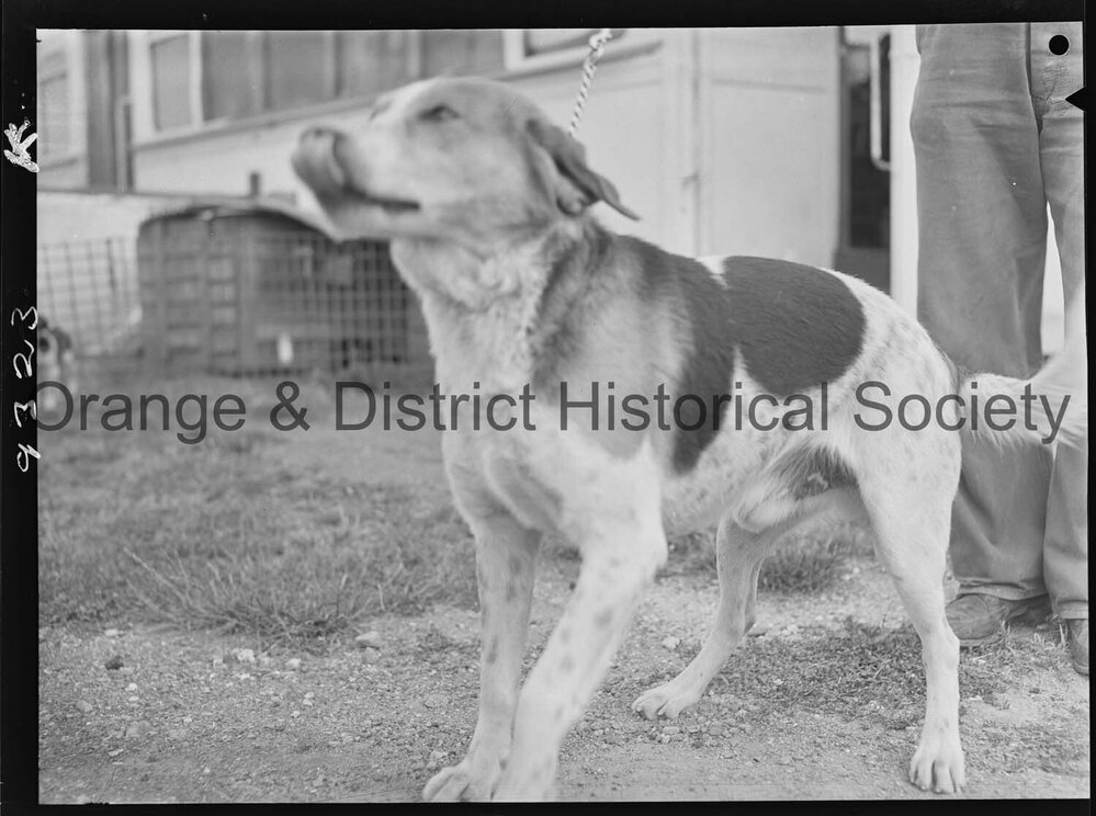 RSPCA dogs' home