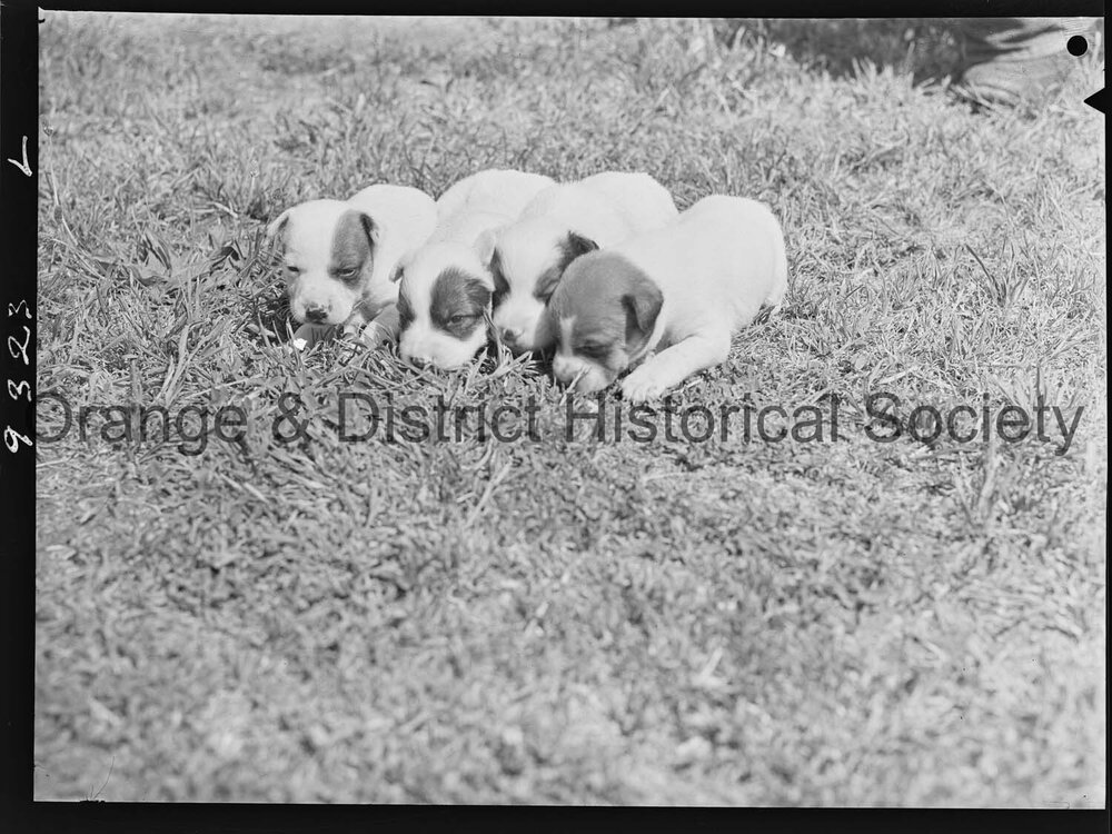 RSPCA dogs' home