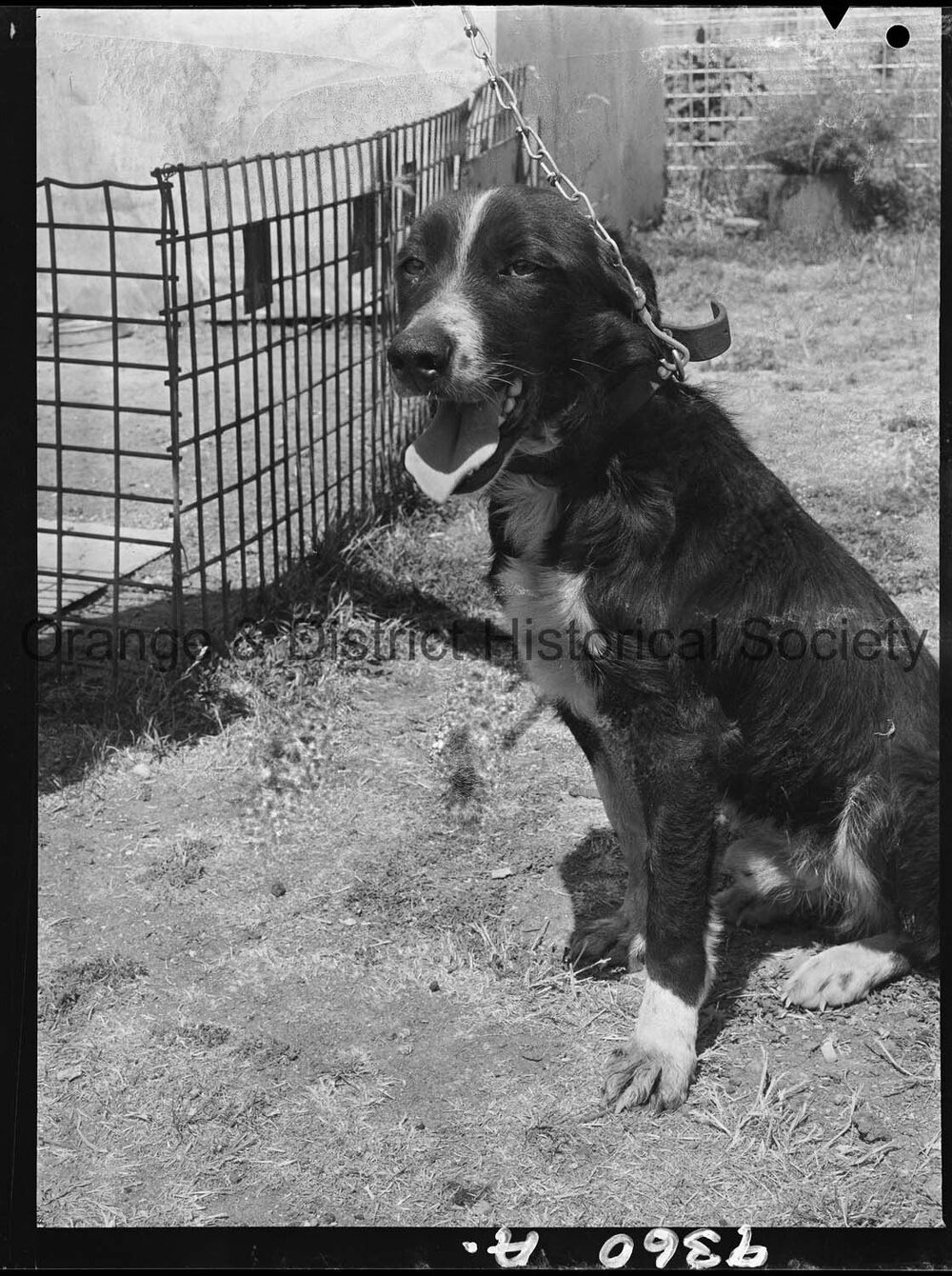 RSPCA dogs' home