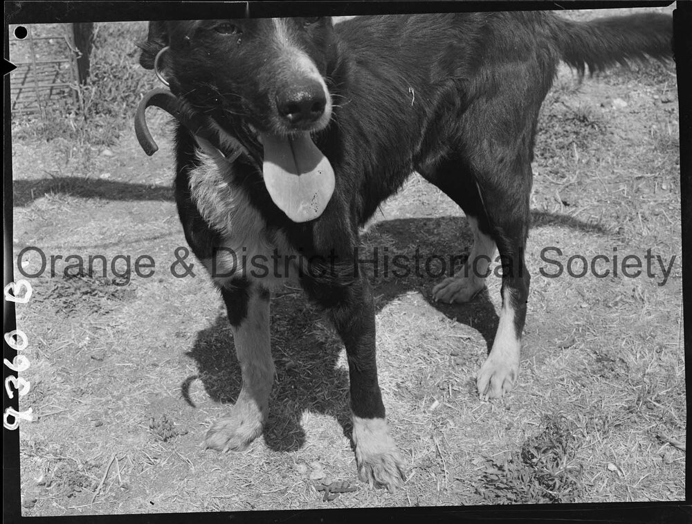 RSPCA dogs' home