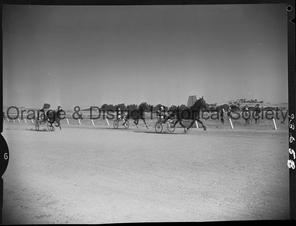 Trotting Club race finishes and returning to scale