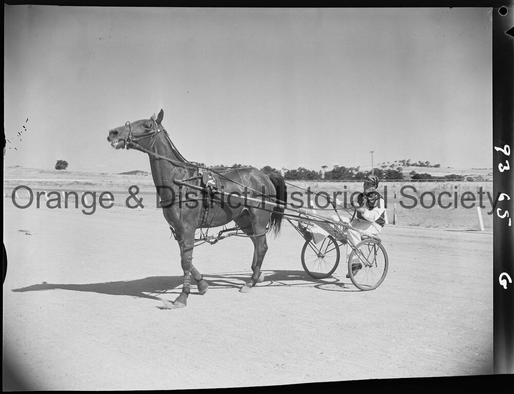 Trotting Club race finishes and returning to scale