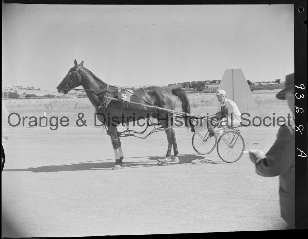 Trotting Club race finishes and returning to scale
