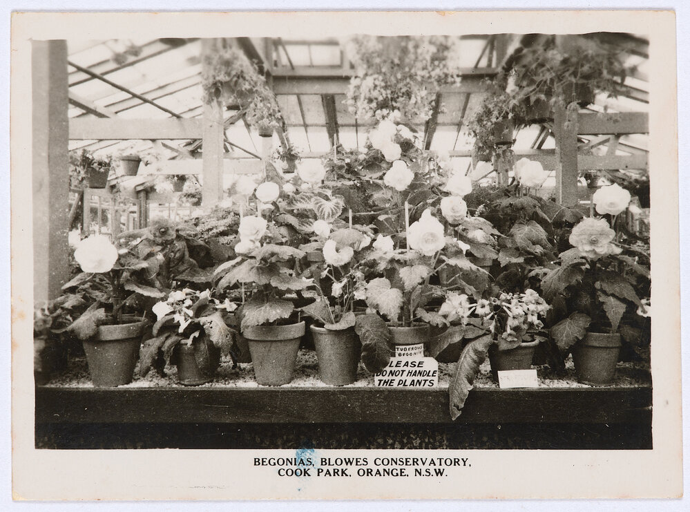 Begonias, Blowes Conservatory, Cook Park, Orange