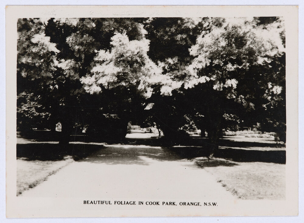 Beautiful foliage in Cook Park, Orange