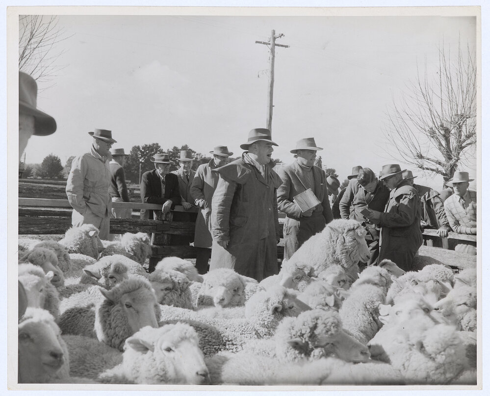 Orange Saleyards