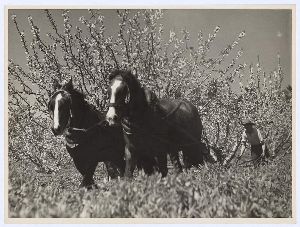 Draft horses and plough in orchard