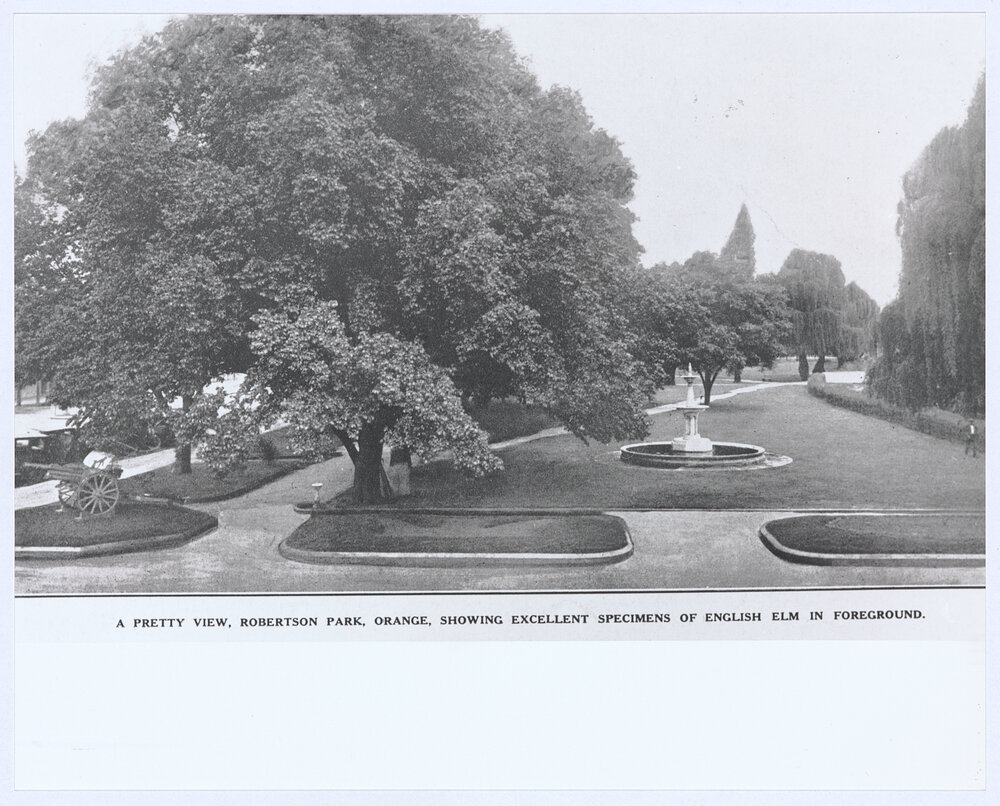 A Pretty View, Robertson Park, Orange, Showing Excellent Specimens of English Elm in the Foreground