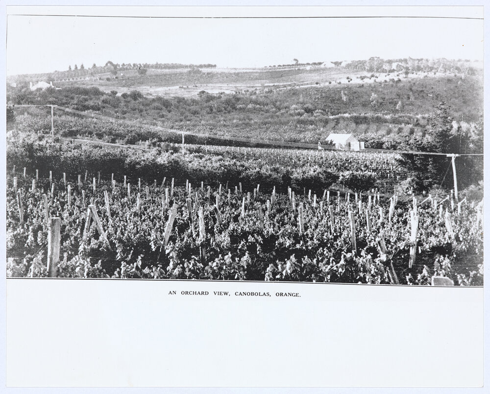 An orchard view, Canobolas, Orange
