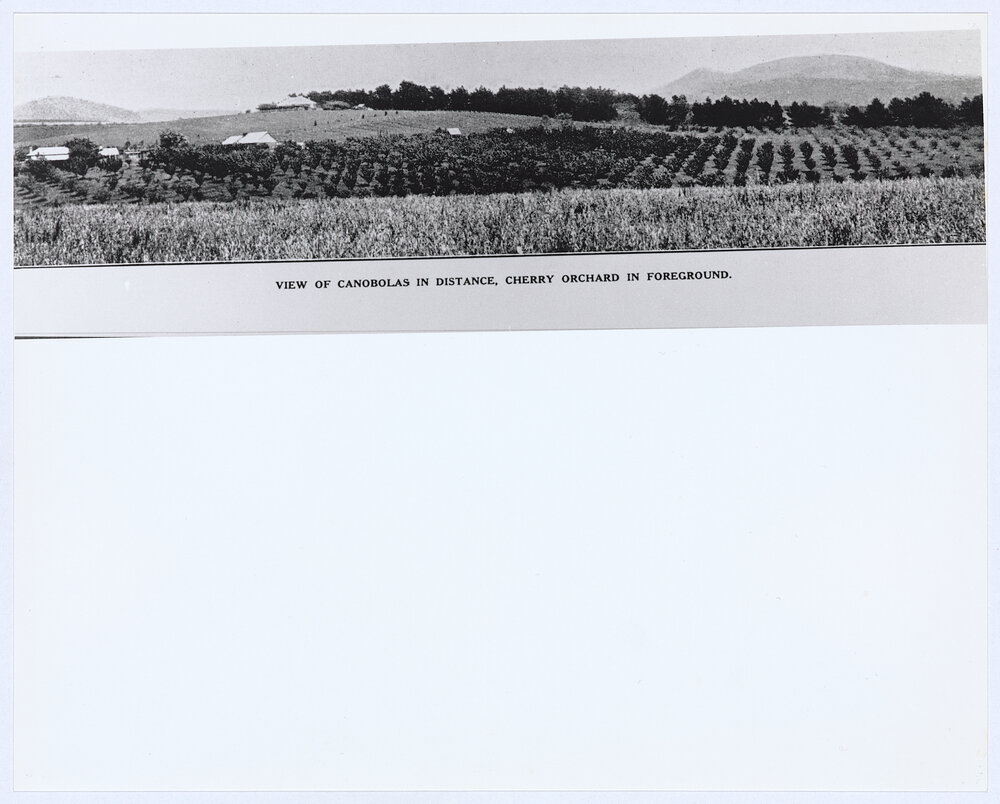 View of Canobolas in distance, cherry orchard in foreground