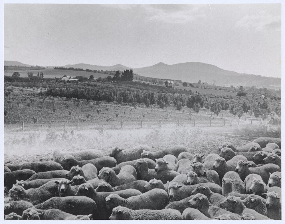 Mount Canobolas foothills