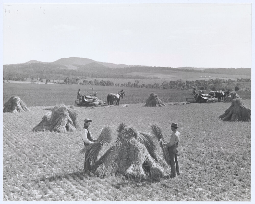 Harvesting under the Canobolas