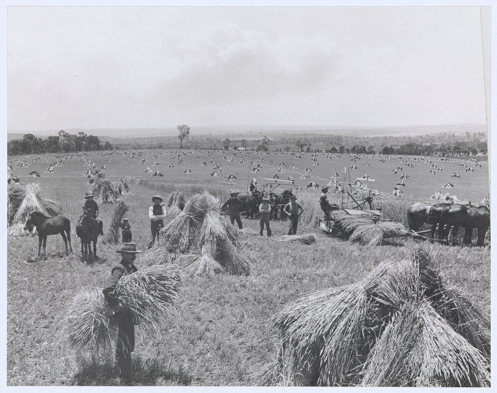 Record wheat crop near Orange