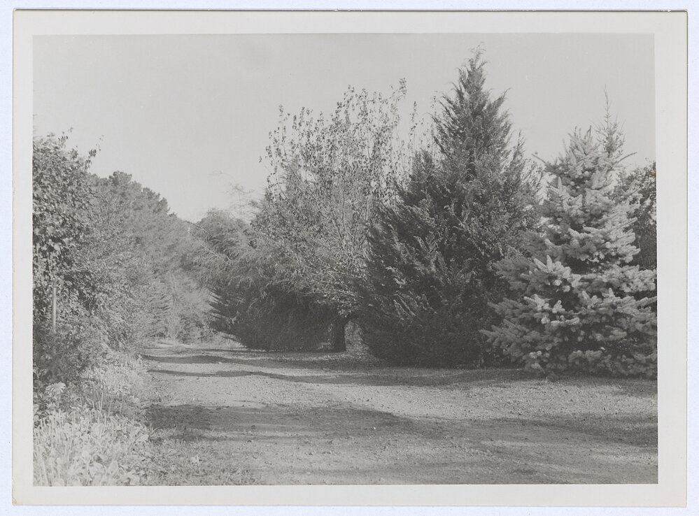 Rural scene