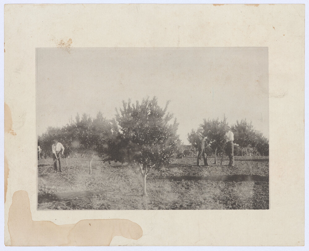 Orchard