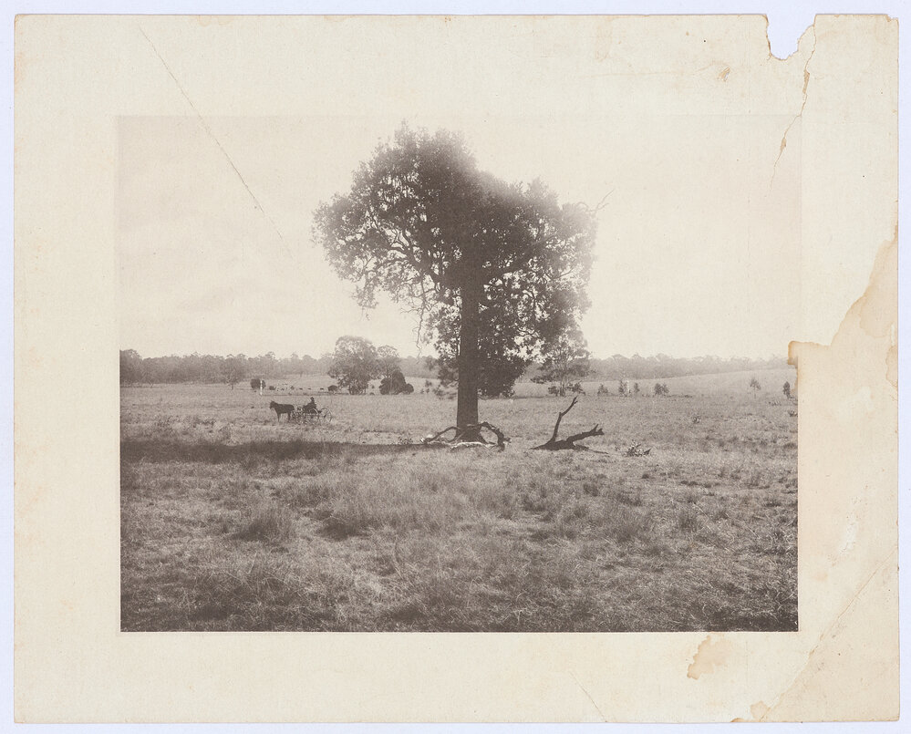 Rural scene