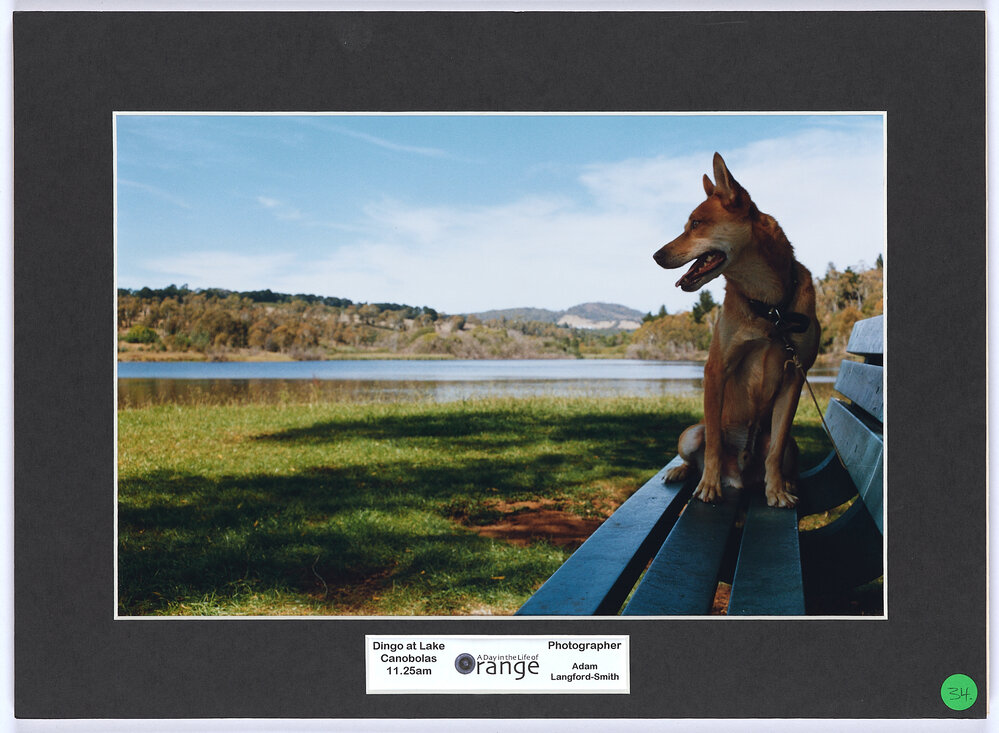 Dingo at Lake Canobolas, 11.25am