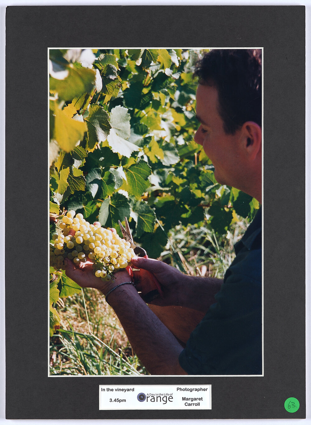 In the vineyard, 3.45pm