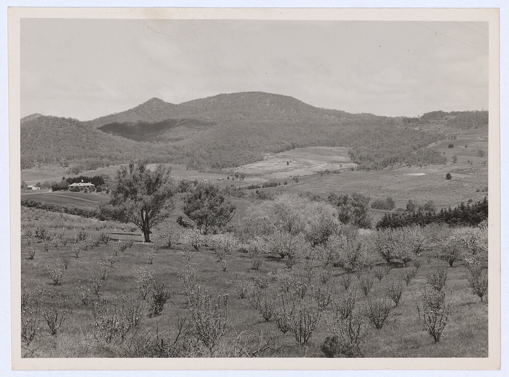 Canobolas Mountain slopes, Orange