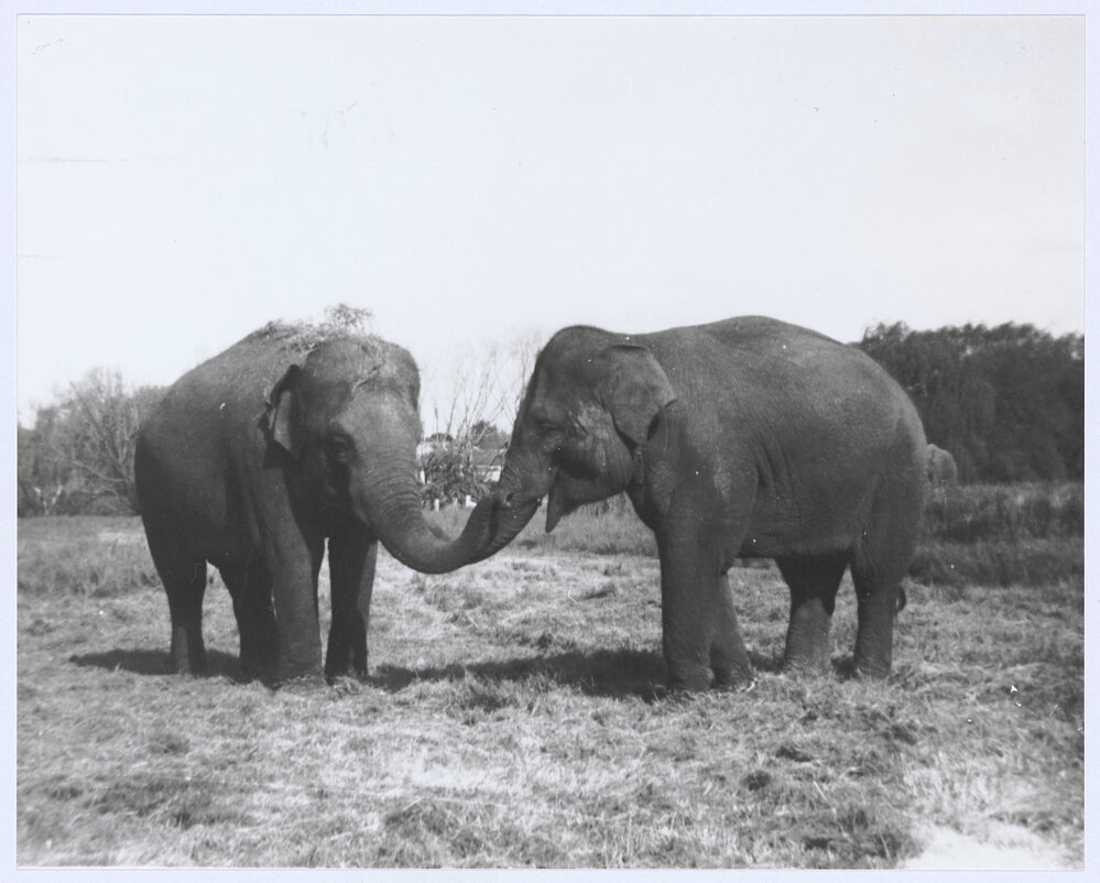 Circus elephants, Orange