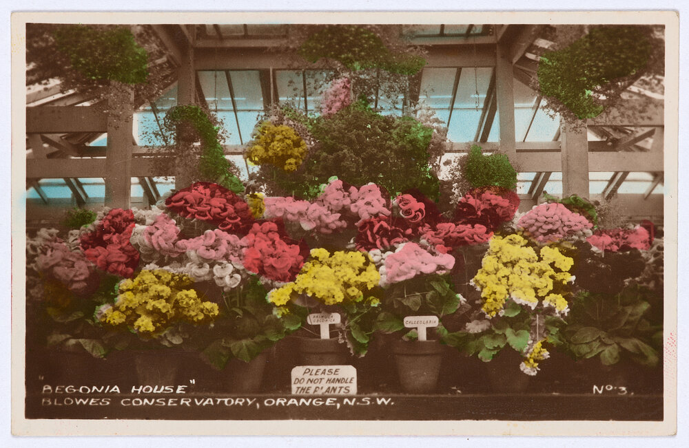 Begonia House, Blowes Conservatory, Orange, NSW