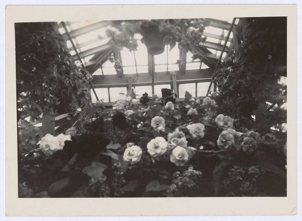 Blowes Conservatory, Orange