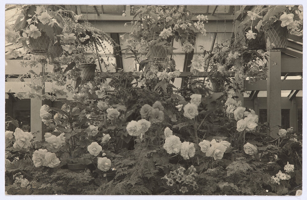 Tuberous Begonias, Primula and Striptocarpus