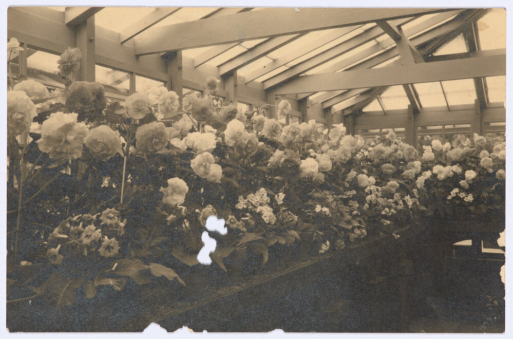 Tuberous Begonias, Cook Park, Orange