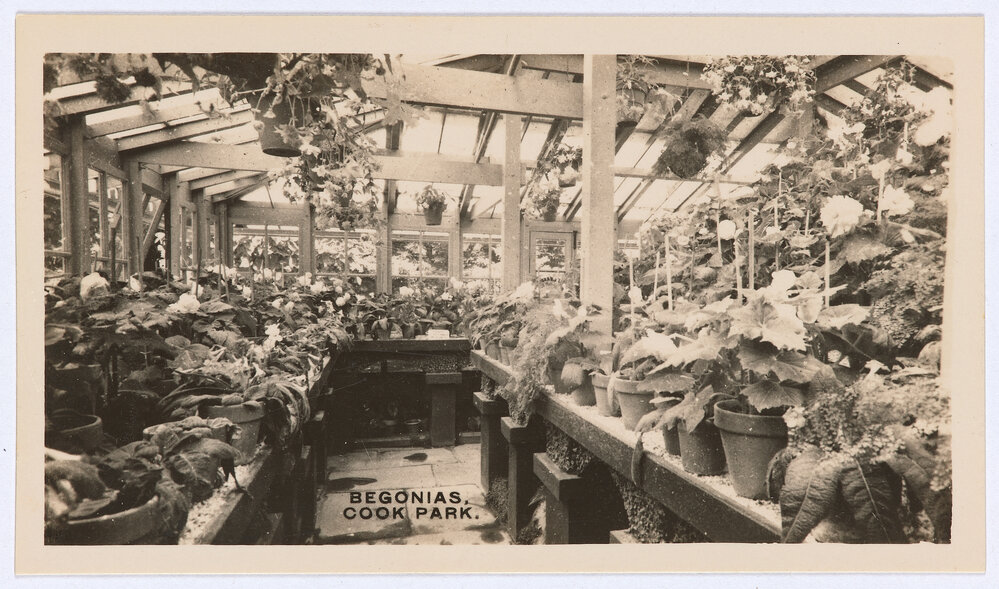 Six views of Orange - Begonias