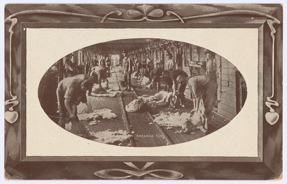 Shearing Time