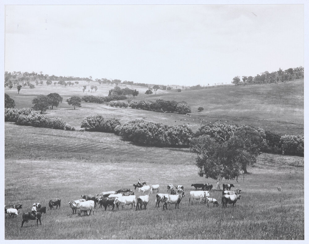 In the Wellwood paddocks