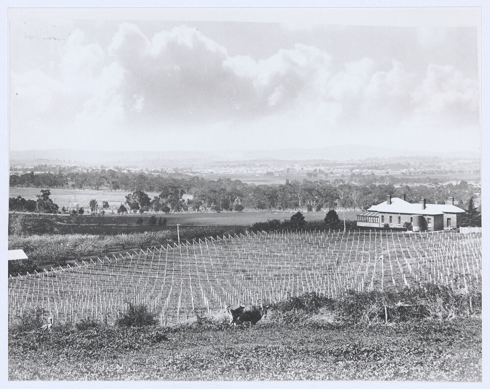 Bird's Eye View of Orange (from T Hawkes' Orchard)