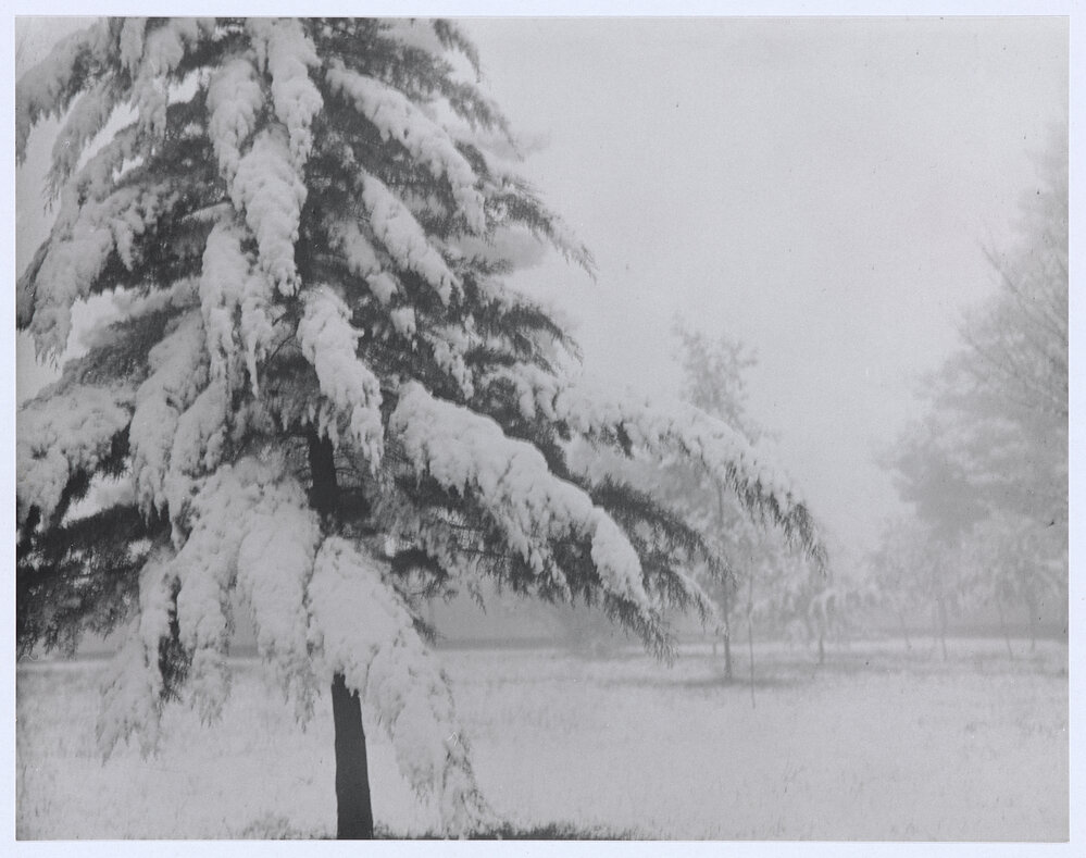 Snow Scene, Cook Park