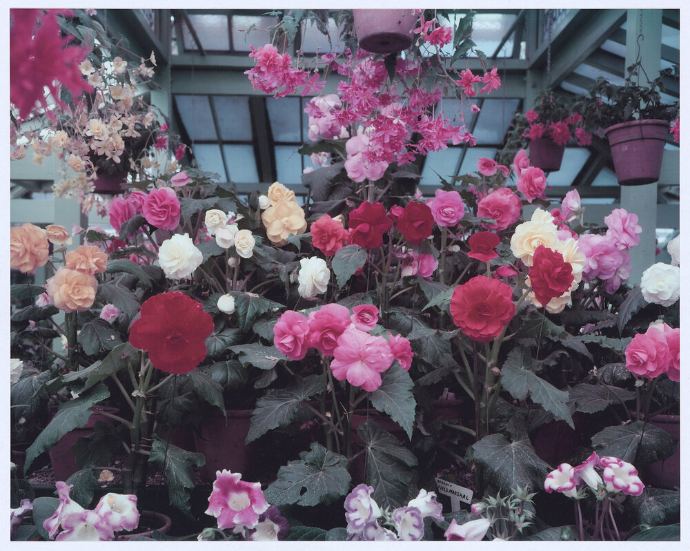 One of the memorable sights at Orange is the display of begonias in the Summer House in Cook Park