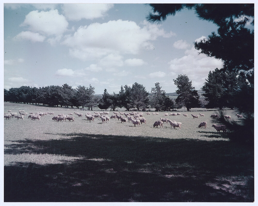 One of the many pastoral scenes that have made Orange famous as a grazing centre