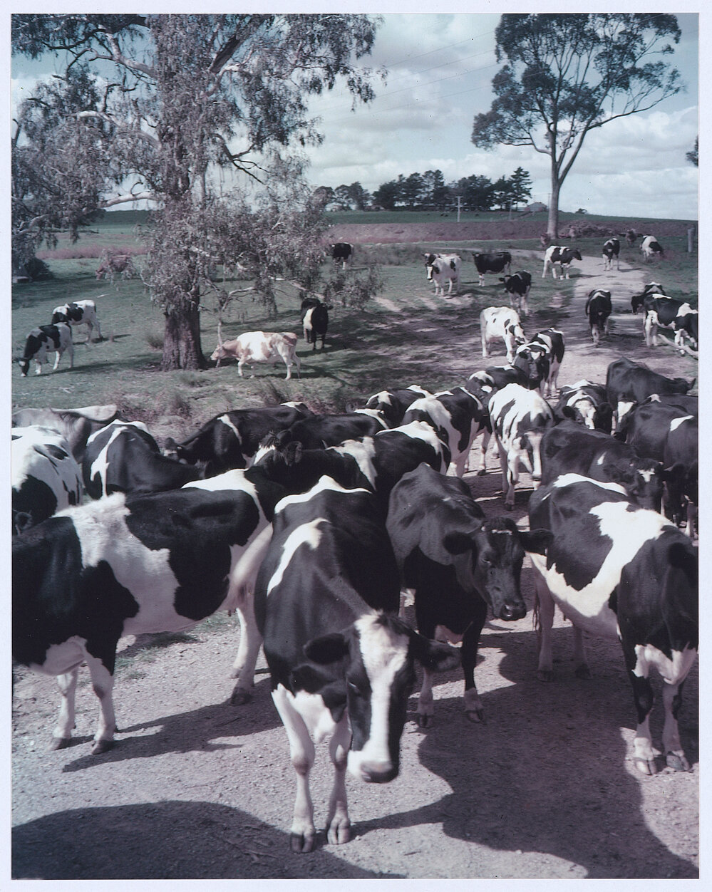 A herd of Friesians is typical of the fine dairy cattle of the district