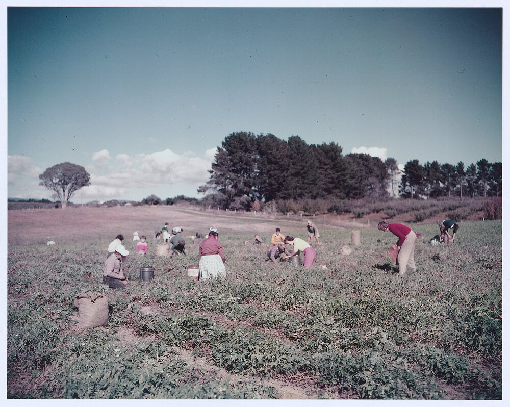 Harvesting potatoes near Orange