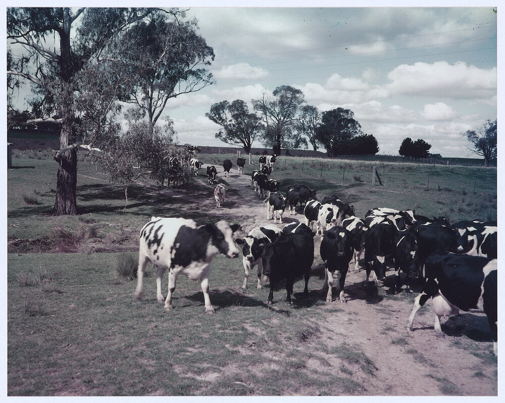 Friesian cows