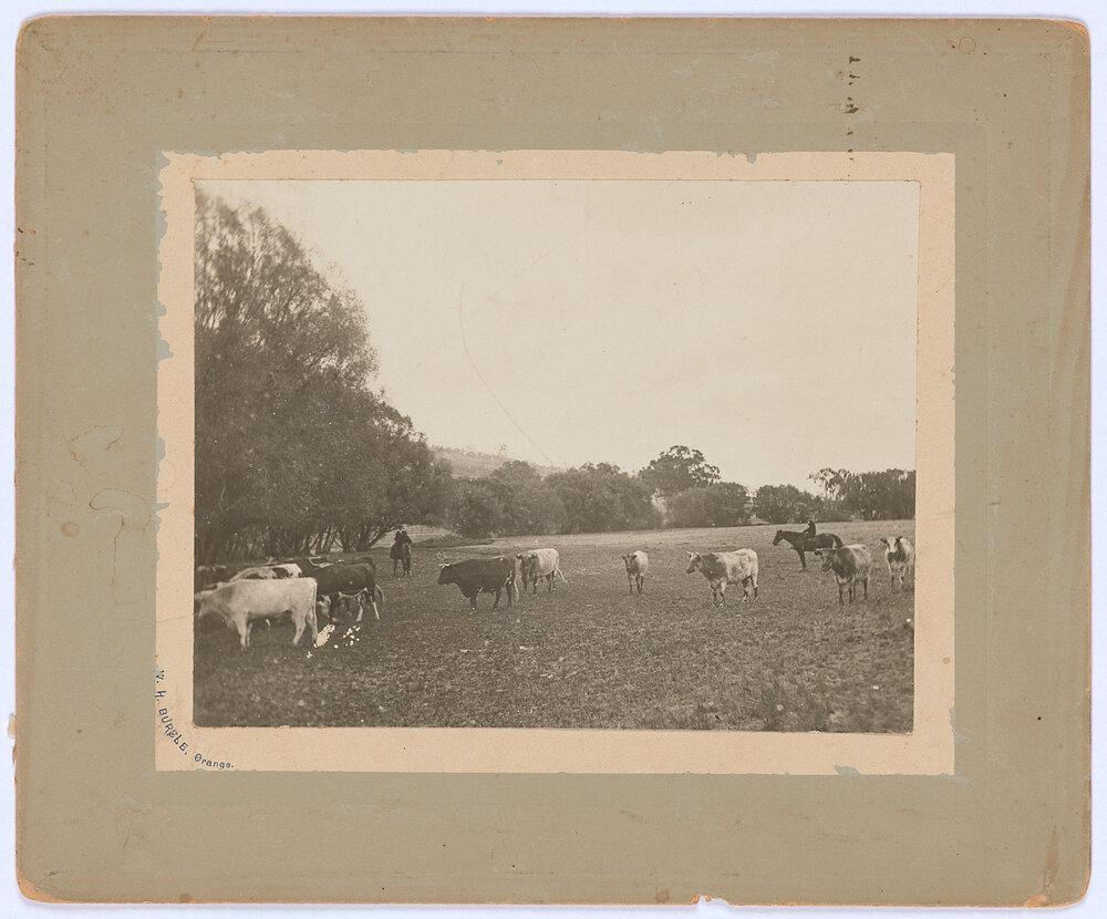 Cattle in a field
