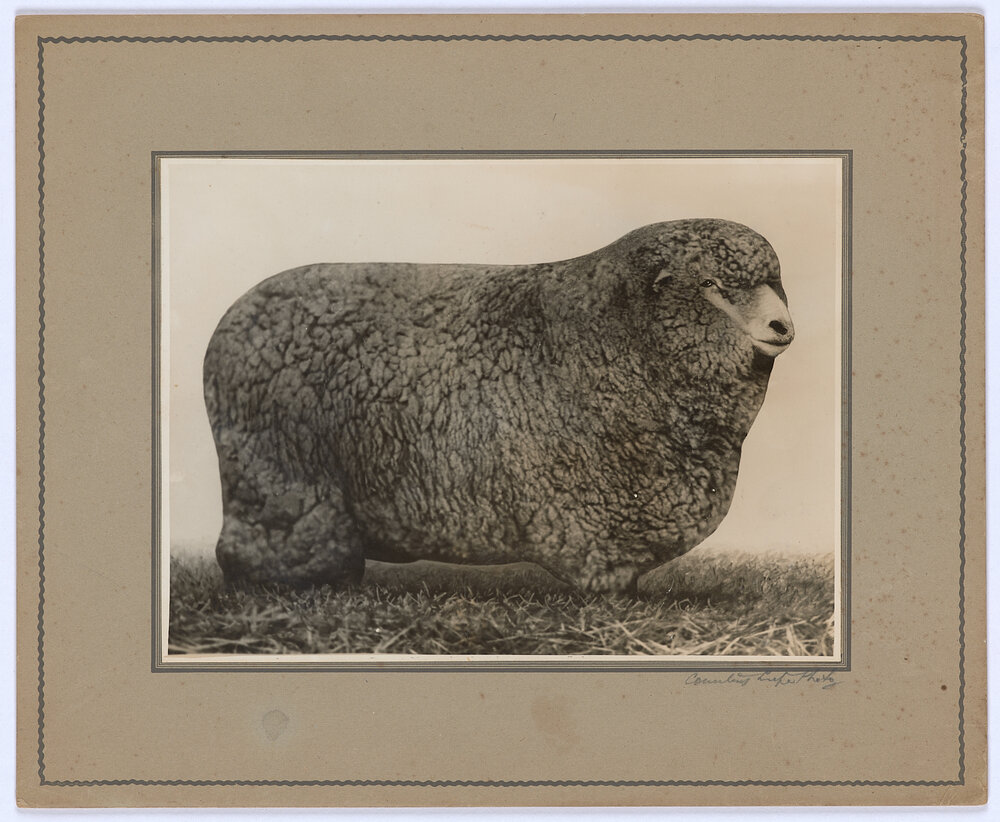 Corriedale sheep