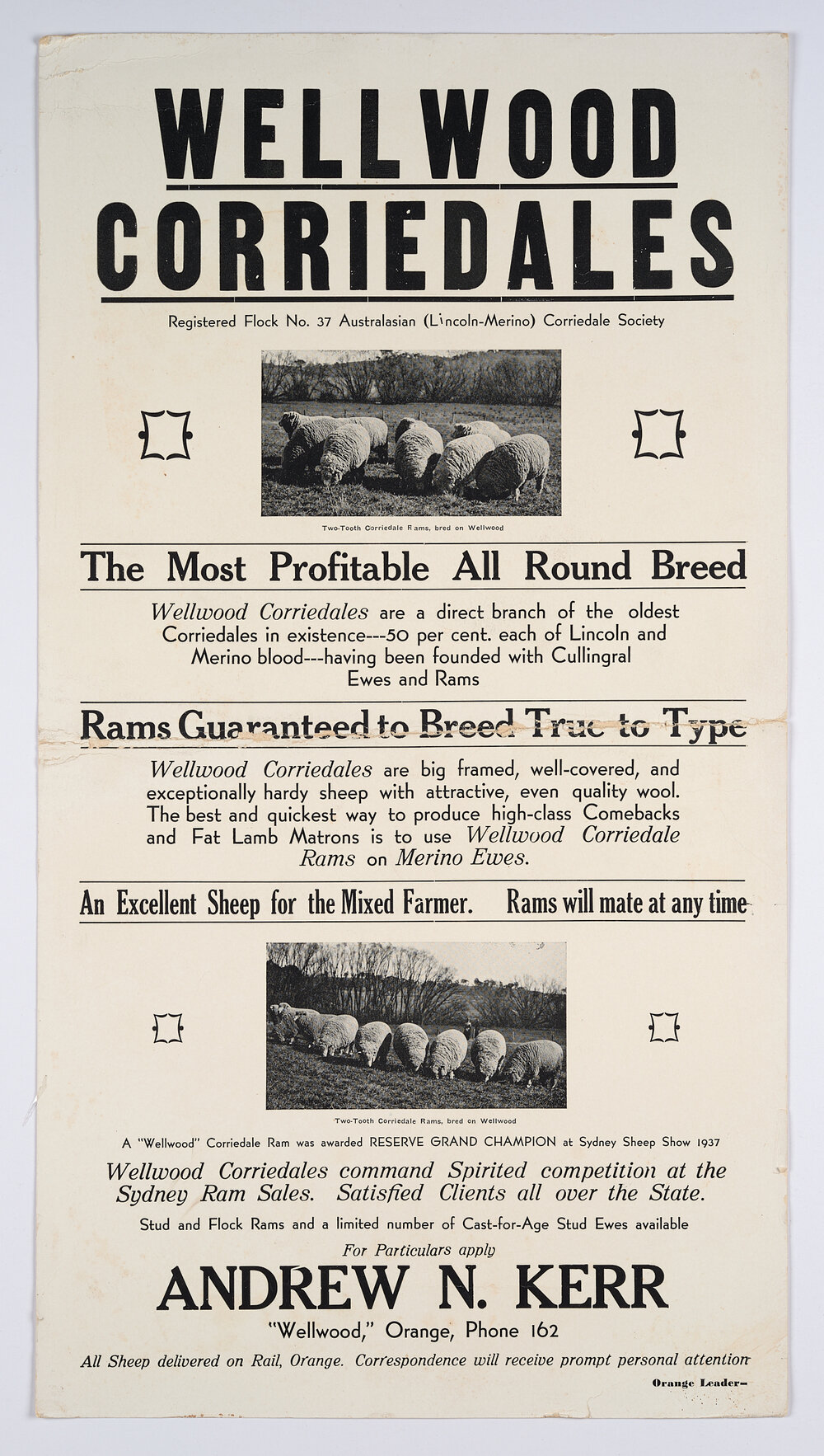 Wellwood Corriedales : Registered Flock No. 37 Australasian (Lincoln-Merino) Corriedale Society