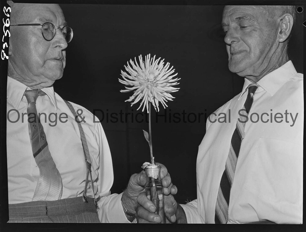 Autumn flower show 