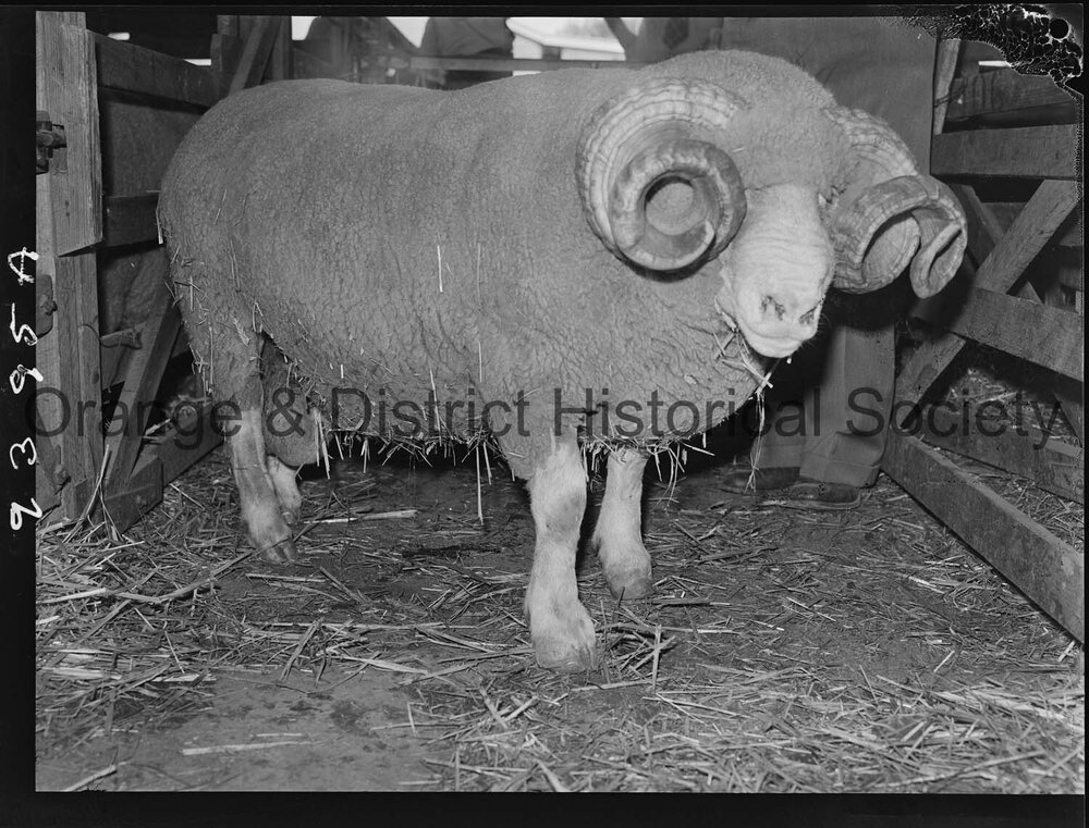 Florina Stud ram sale