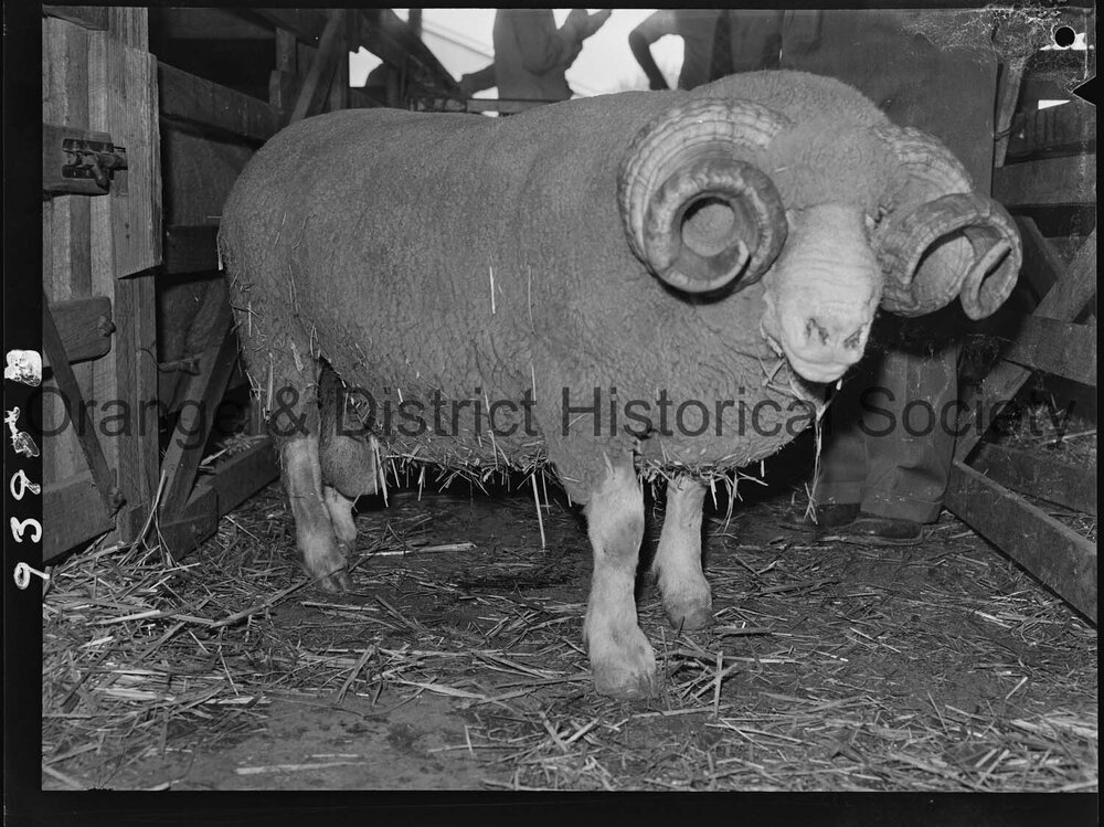 Florina Stud ram sale