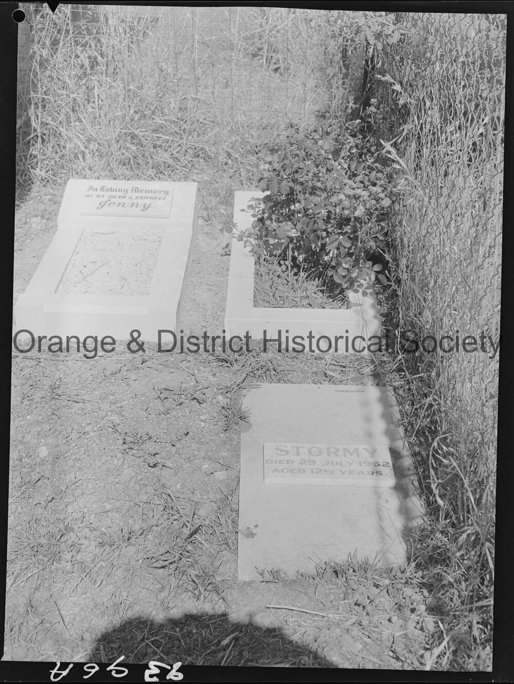 Dog cemetery