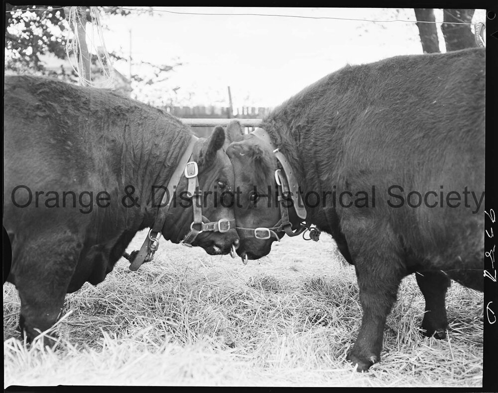 Blayney Show