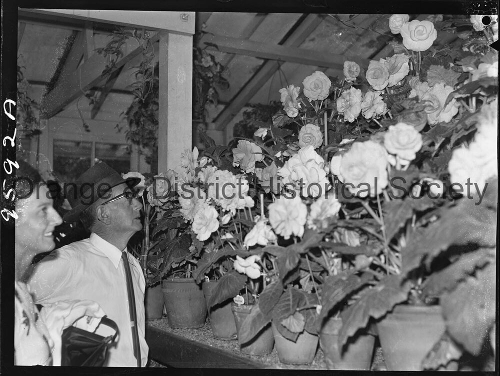 Blowes Conservatory, Orange