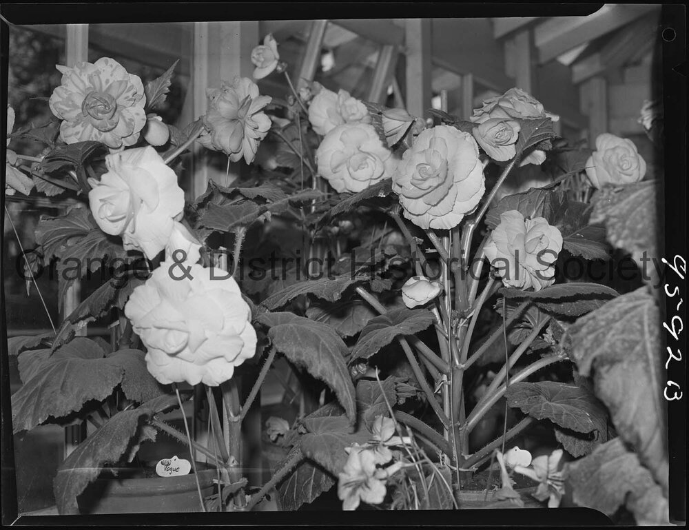 Blowes Conservatory, Orange