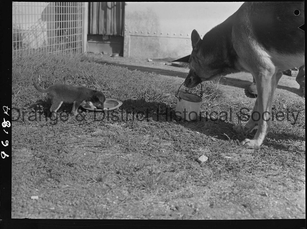 RSPCA dogs' home